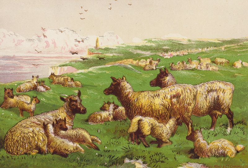 Birkák a tengerparton (színes litográfia) alkotó: Harrison William Weir