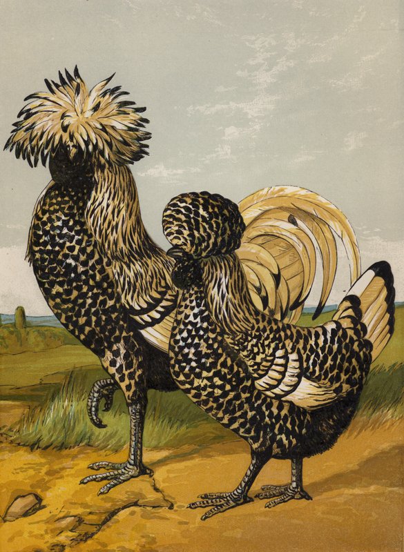Ezüst lengyel (chromolitho) alkotó: Harrison William Weir
