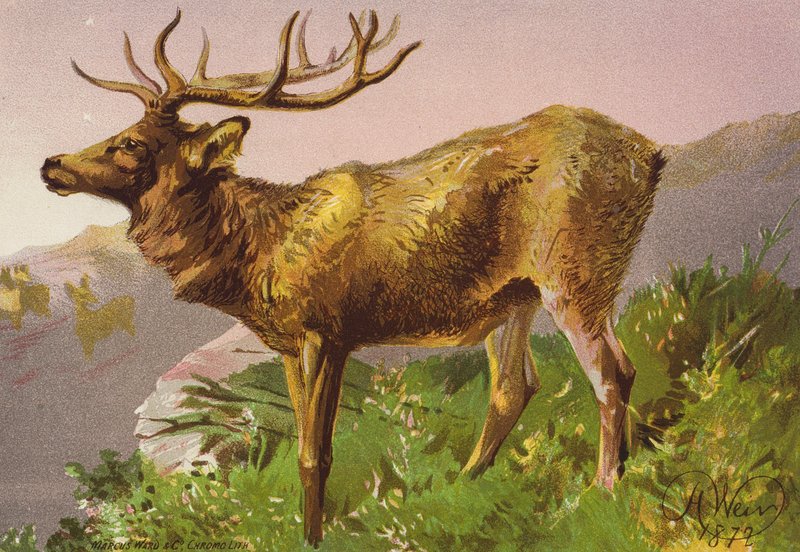 Megriadt szarvas (színes litográfia) alkotó: Harrison William Weir