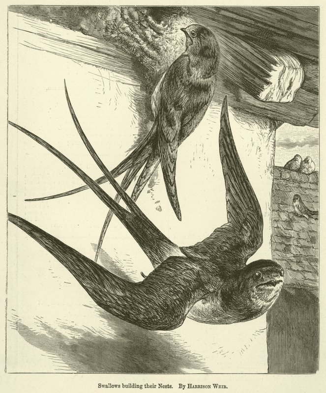 A fecskék építik a fészküket alkotó: Harrison William Weir