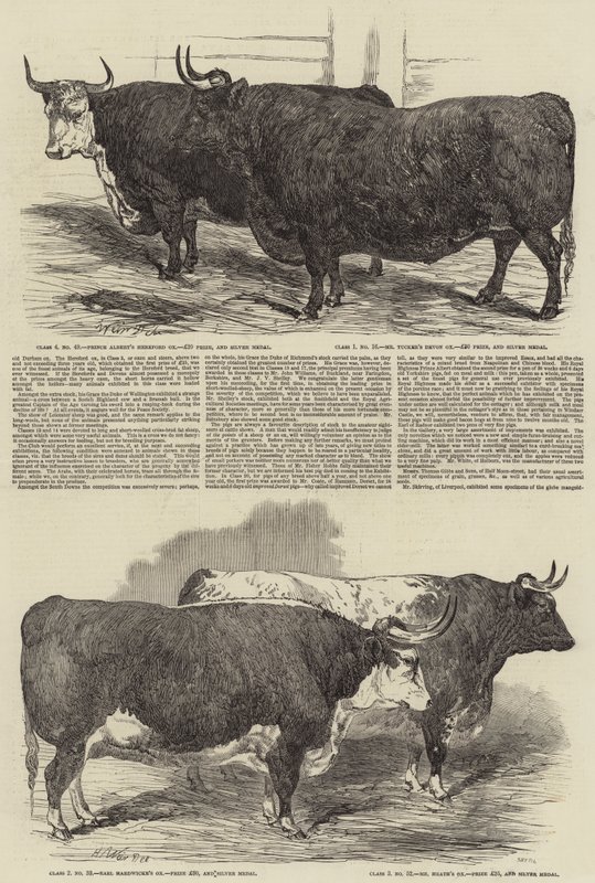 A Smithfield Club éves kiállítása alkotó: Harrison William Weir