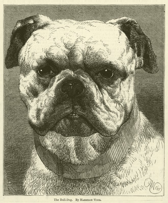 A Bull-Dog alkotó: Harrison William Weir