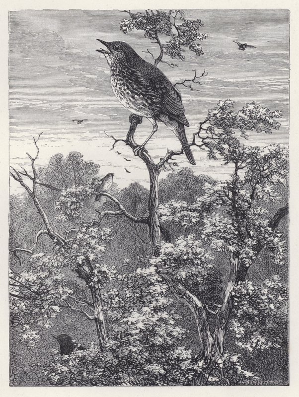 A madarak koncertje (metszet) alkotó: Harrison William Weir