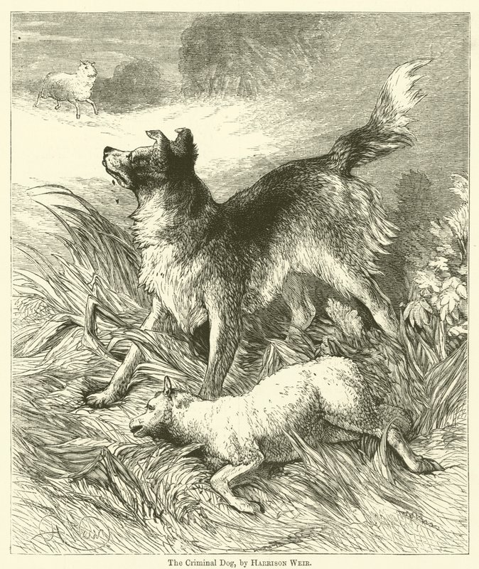 A bűnöző kutya alkotó: Harrison William Weir