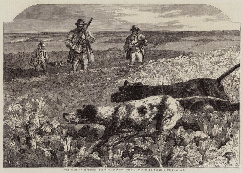 Szeptember elseje, Partridge-lövés (metszet) alkotó: Harrison William Weir