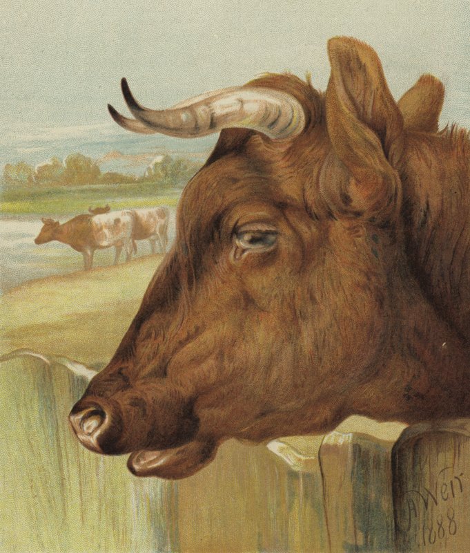 Az óvoda barátja (chromolitho) alkotó: Harrison William Weir