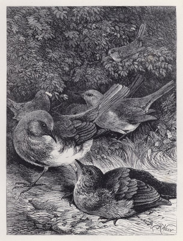 A kapzsi fiatal Robin (metszet) alkotó: Harrison William Weir