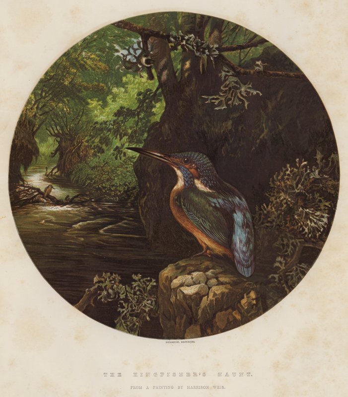 The Kingfisher