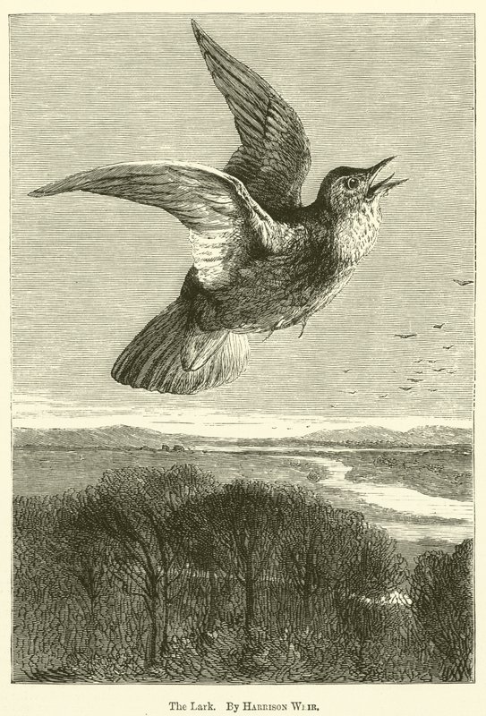 A pacsirta alkotó: Harrison William Weir