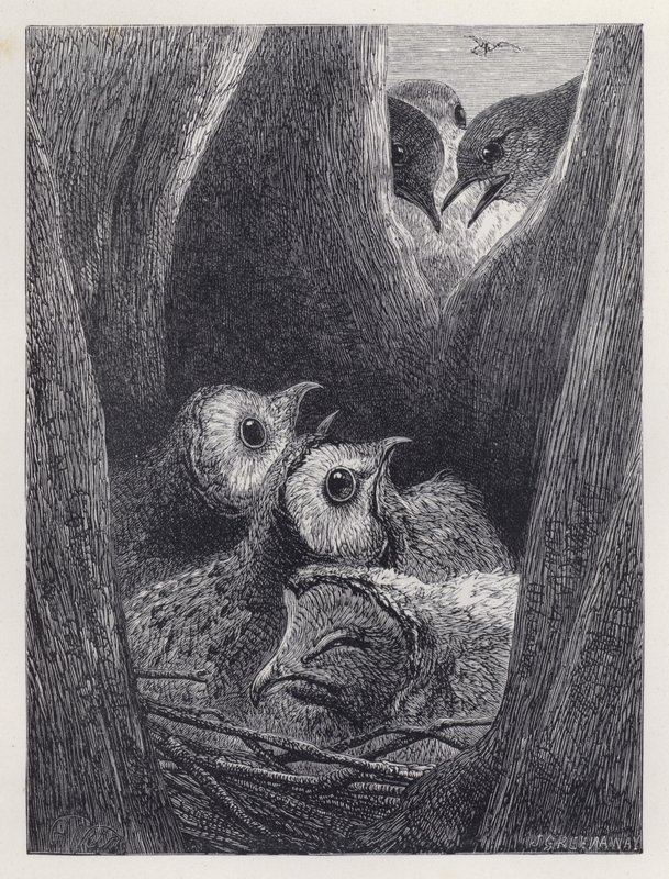 Fiatal baglyok fészke (metszet) alkotó: Harrison William Weir
