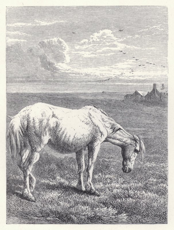 Az öreg ló (metszet) alkotó: Harrison William Weir