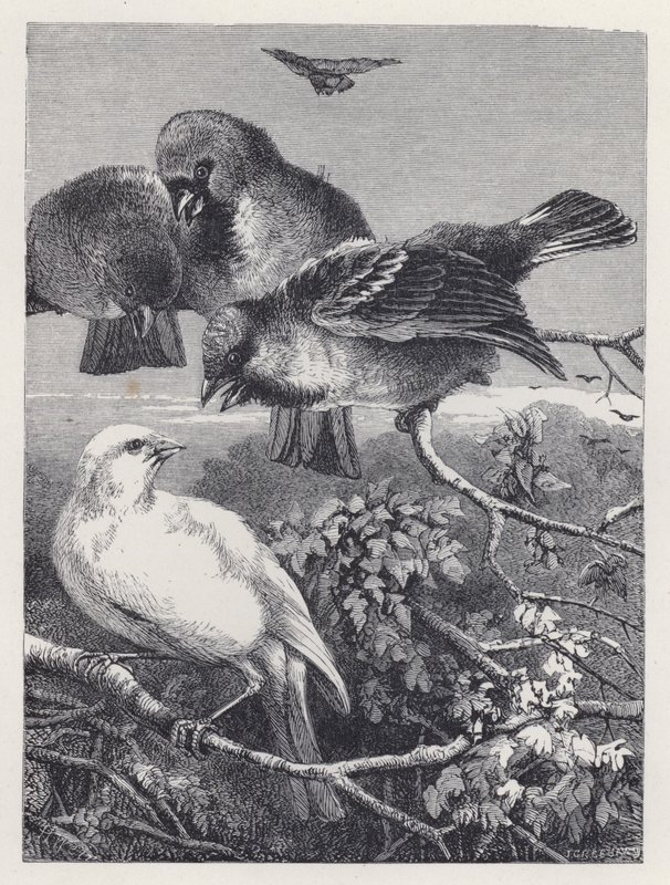 Az üldözött kanári (metszet) alkotó: Harrison William Weir