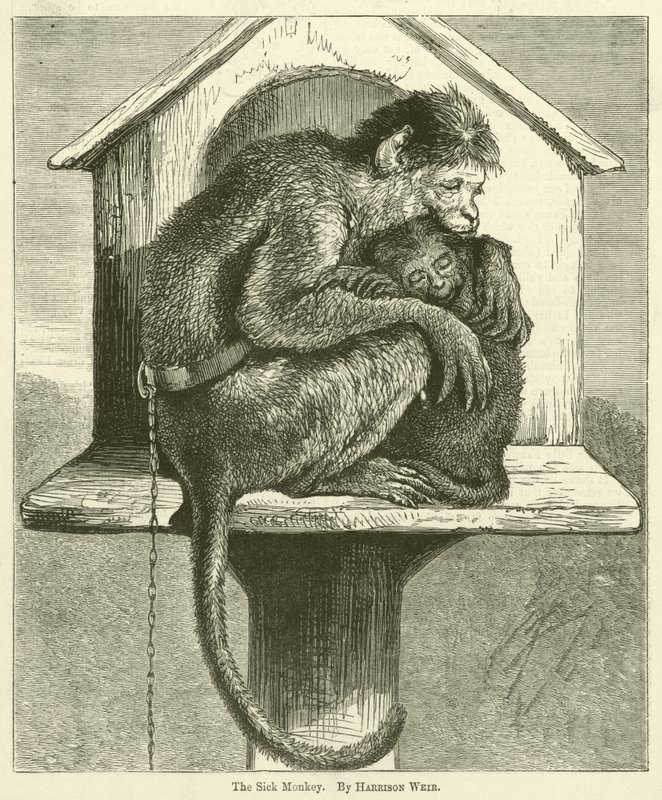 A beteg majom alkotó: Harrison William Weir