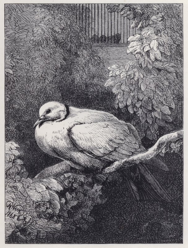 A boldogtalan galamb (metszet) alkotó: Harrison William Weir