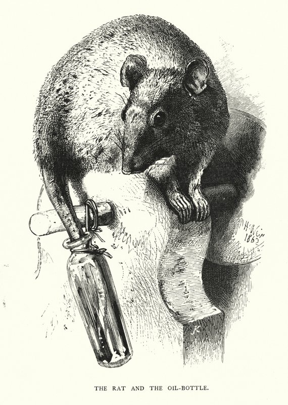 A patkány és az olajos üveg (metszet) alkotó: Harrison William Weir
