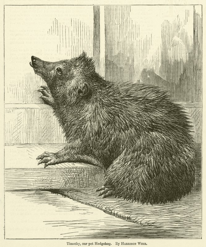 Timothy, a mi kedvencünk Süni alkotó: Harrison William Weir