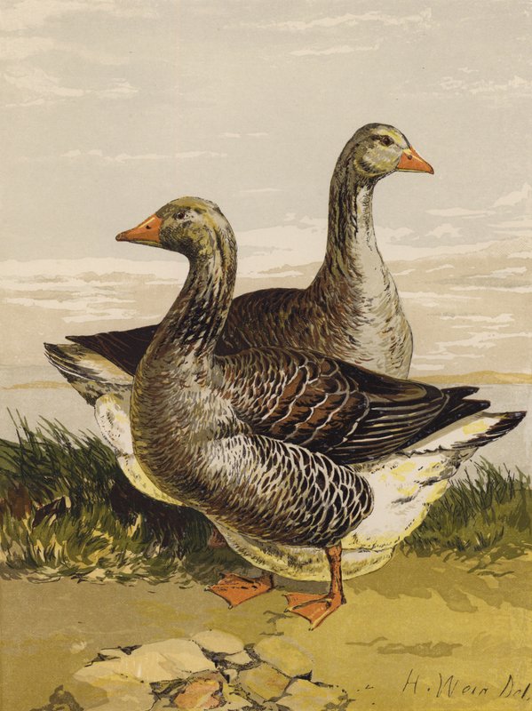 Toulouse libák (chromolitho) alkotó: Harrison William Weir