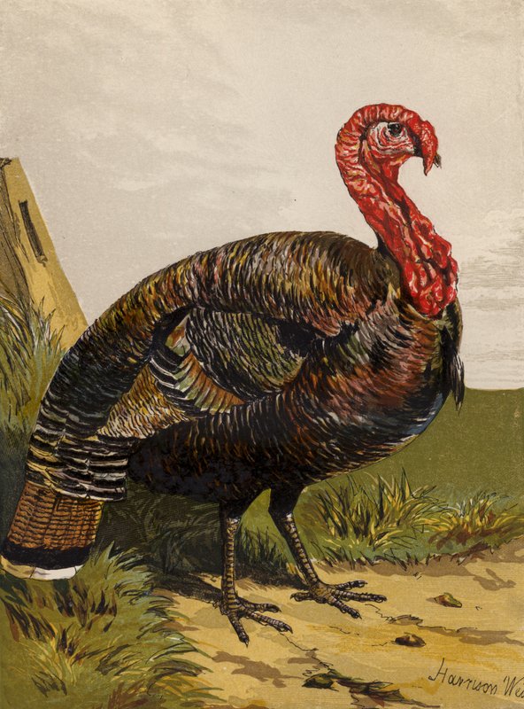pulyka (chromolitho) alkotó: Harrison William Weir