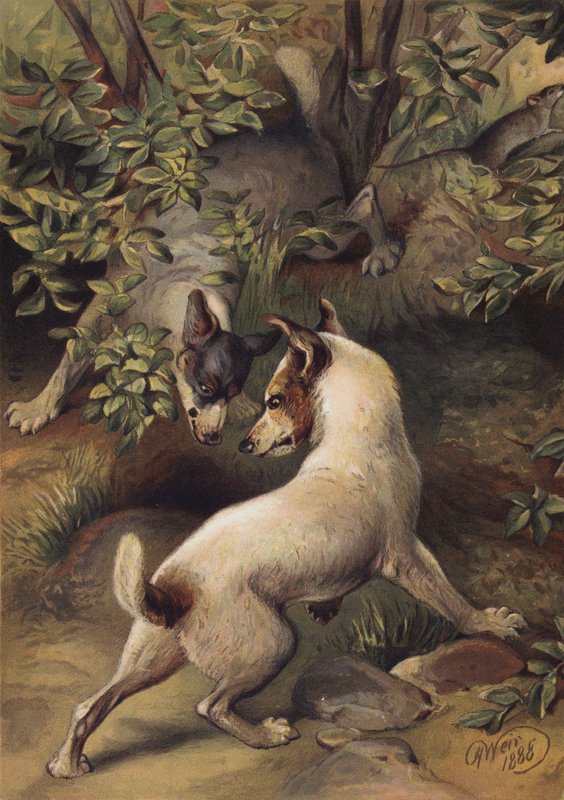 Két kutya próbál elérni egy vízmedencét, hogy igyon (chromolitho) alkotó: Harrison William Weir