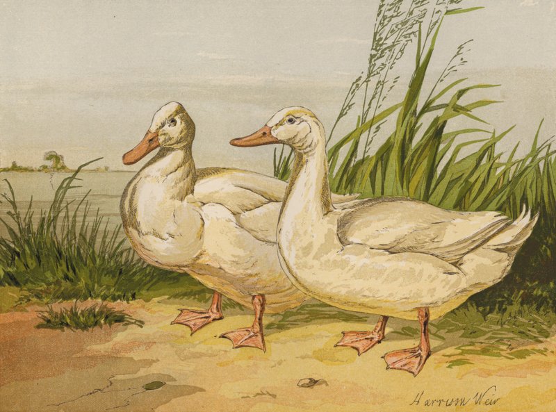 Fehér Aylesbury Ducks (chromolitho) alkotó: Harrison William Weir
