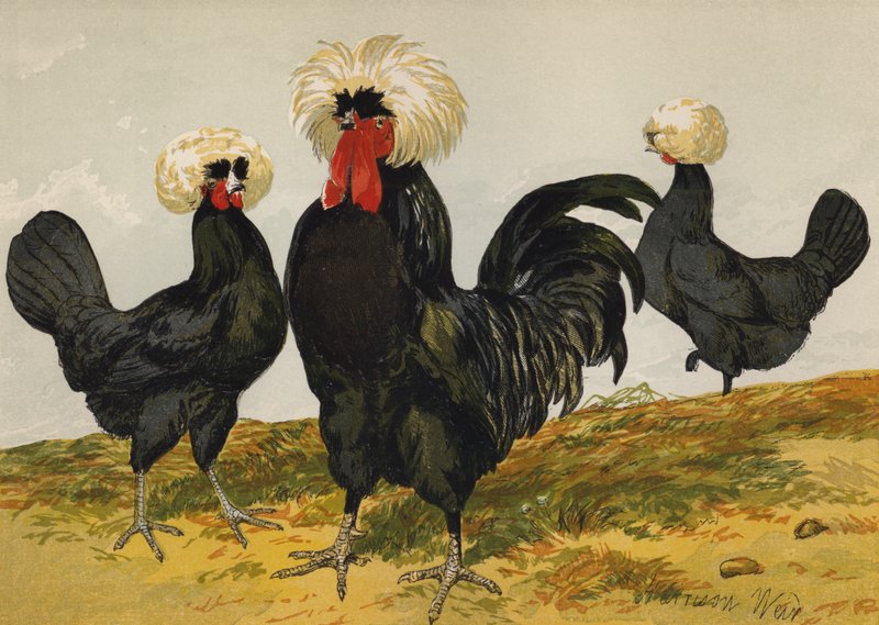 Fehér tarajos fekete lengyel (chromolitho) alkotó: Harrison William Weir