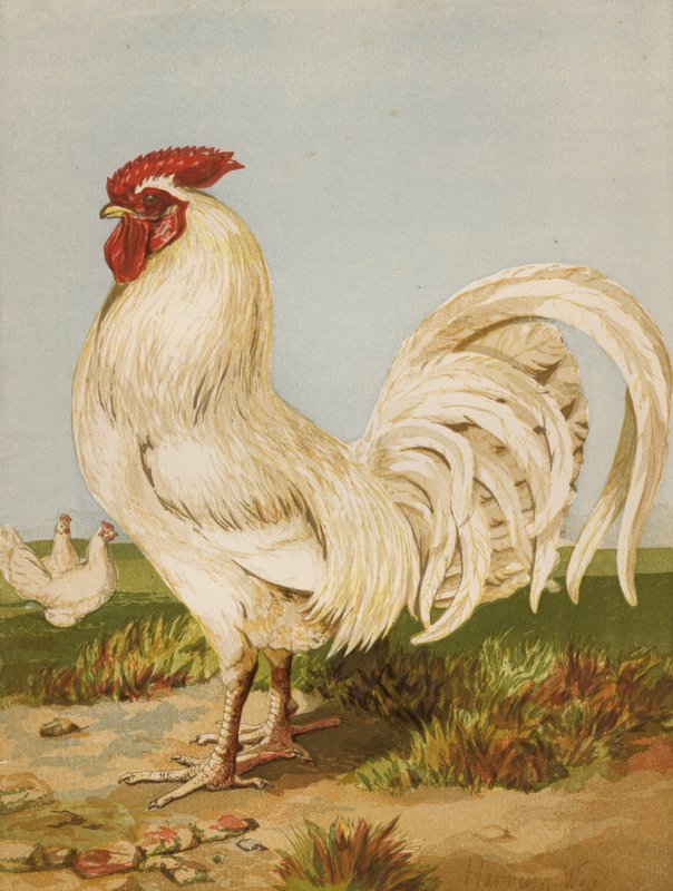 White Dorking (chromolitho) alkotó: Harrison William Weir