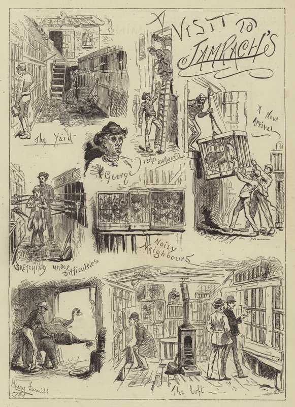 Látogatás a Jamrachban alkotó: Harry Furniss