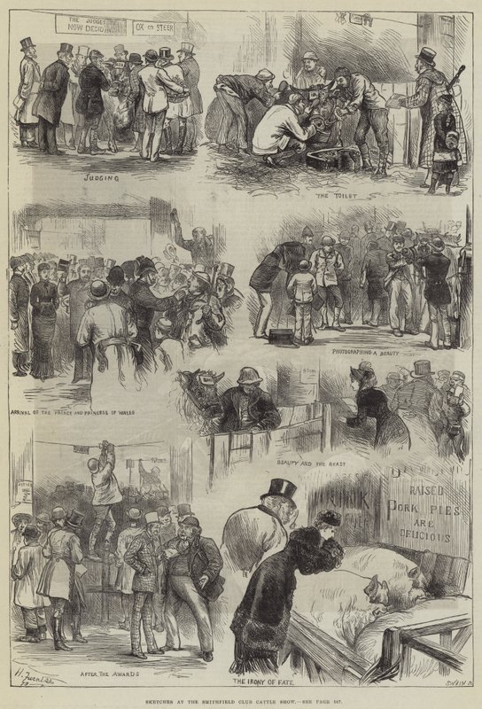Vázlatok a Smithfield Club szarvasmarha-kiállításon alkotó: Harry Furniss