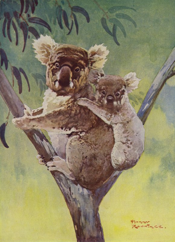Koala medve és joey egy eukaliptuszfán, Ausztrália (színes litho) alkotó: Harry Rountree