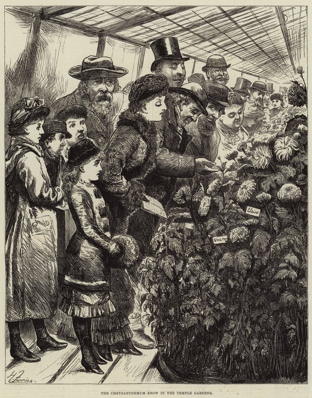 A krizantém bemutató a templomkertben alkotó: Harry Furniss