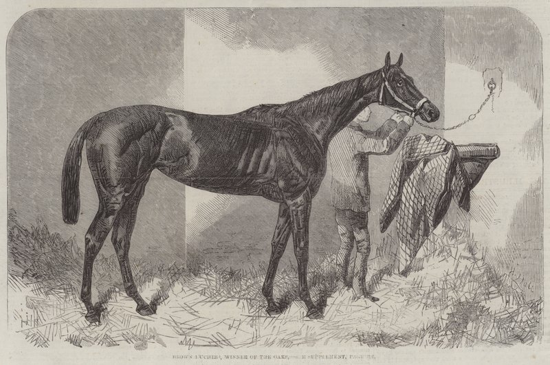 Brown Duchess, a Tölgyek győztese alkotó: Harry Hall