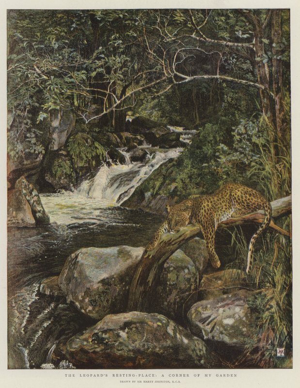 A leopárd pihenőhelye, a kertem sarka (chromolitho) alkotó: Harry Hamilton Johnston
