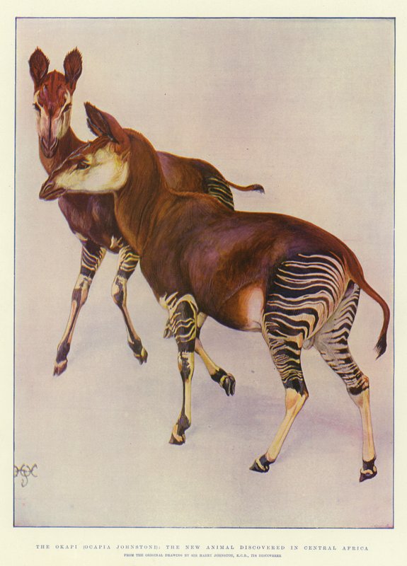 Az Okapi (Ocapia Johnstoni), az új állat, amelyet Közép-Afrikában fedeztek fel alkotó: Harry Hamilton Johnston