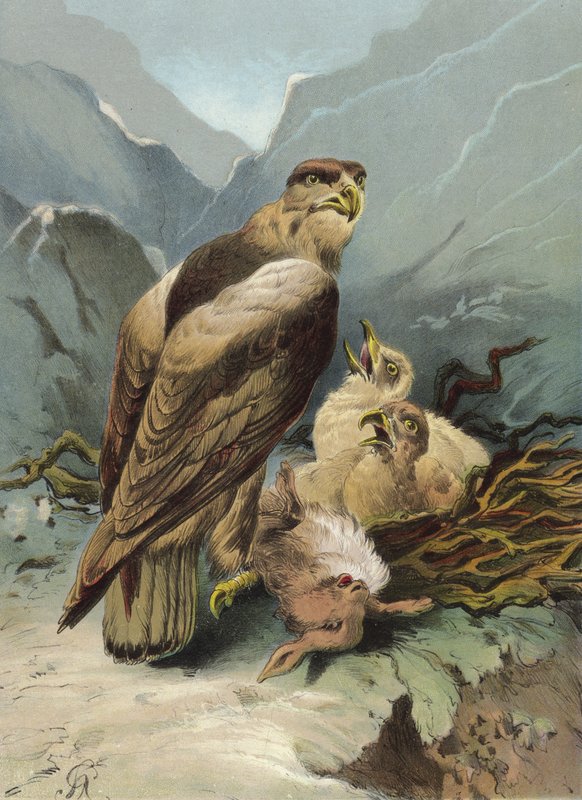 Sas és fiókái (chromolitho) alkotó: Hector Giacomelli