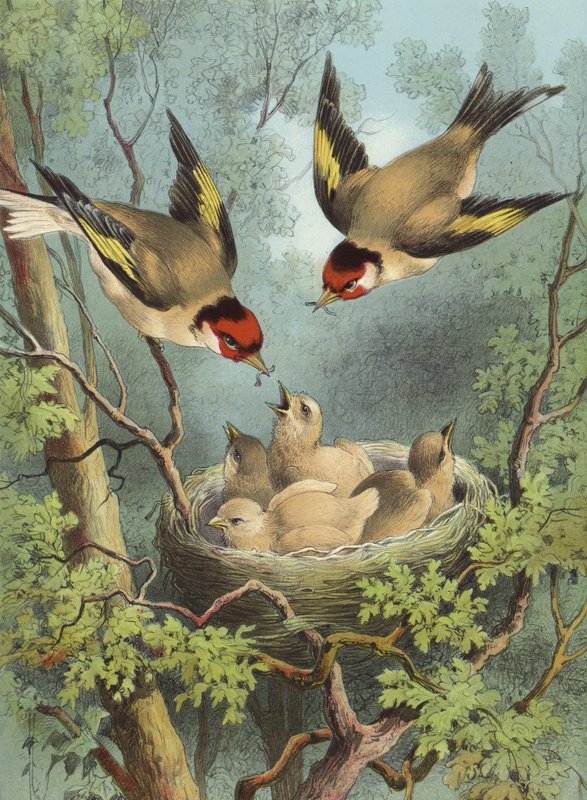 Aranypinty, eteti fiókáit (chromolitho) alkotó: Hector Giacomelli