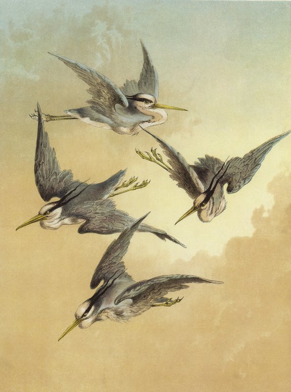 Gém (chromolitho) alkotó: Hector Giacomelli