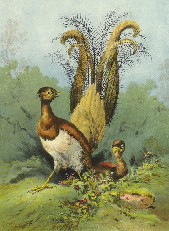 Lyra madár (chromolitho) alkotó: Hector Giacomelli