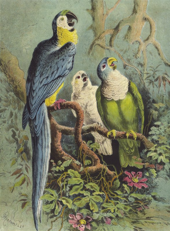 Papagájok (chromolitho) alkotó: Hector Giacomelli