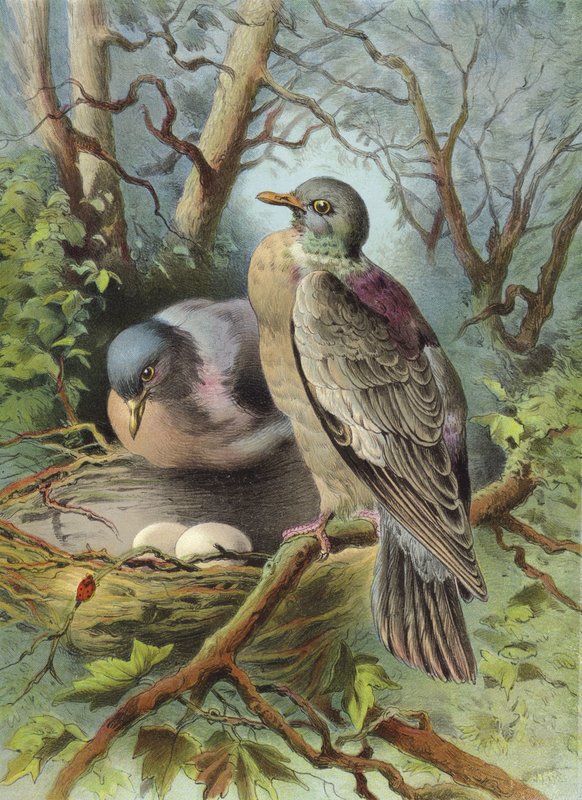 Ring Dove (chromolitho) alkotó: Hector Giacomelli