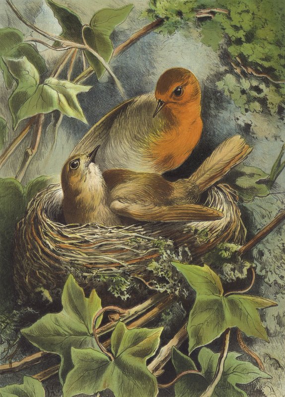 Robin és fészke (chromolitho) alkotó: Hector Giacomelli