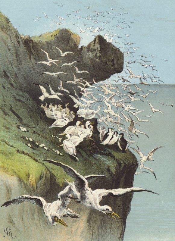 Solan libák (chromolitho) alkotó: Hector Giacomelli