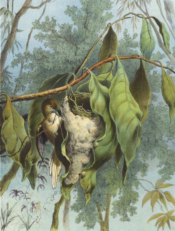 Tailor Bird (chromolitho) alkotó: Hector Giacomelli