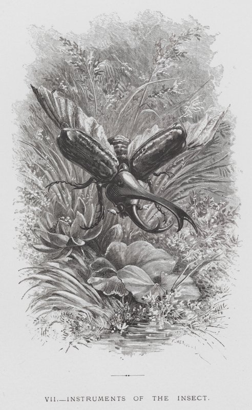 A rovar: A rovar eszközei (metszet) alkotó: Hector Giacomelli