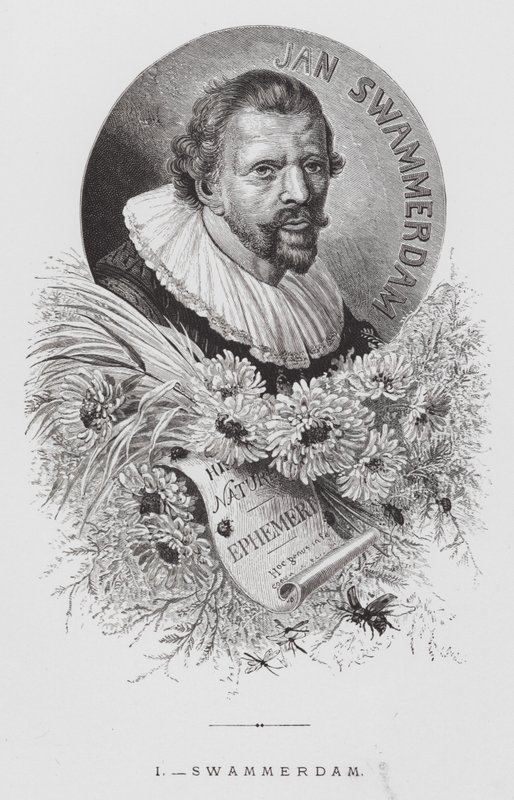 A rovar: Swammerdam (metszet) alkotó: Hector Giacomelli