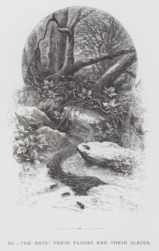A rovar: A hangyák, nyájaik és rabszolgáik (metszet) alkotó: Hector Giacomelli