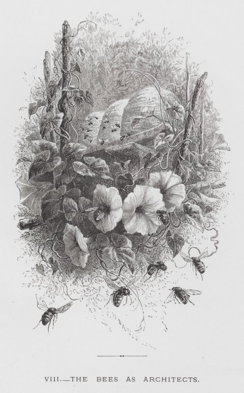 A rovar: A méhek mint építészek (metszet) alkotó: Hector Giacomelli