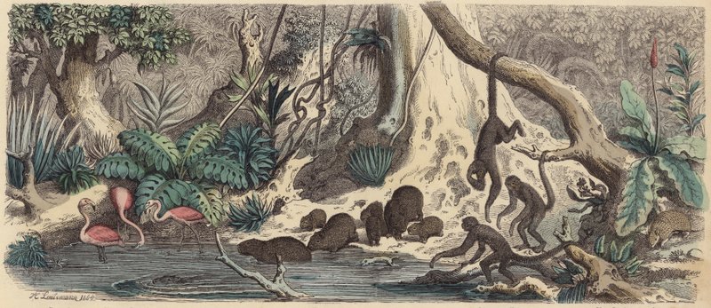 Folyópart Guyanában (színes metszet) alkotó: Heinrich Leutemann