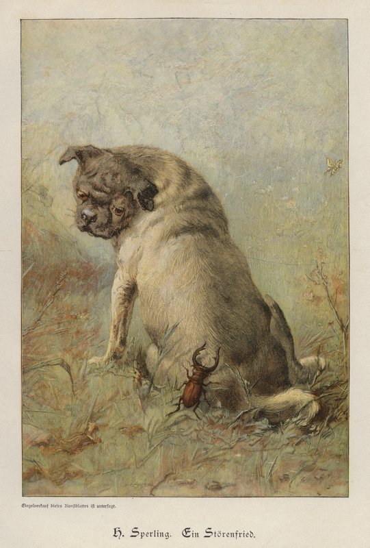 Egy bajkeverő (színes metszet) alkotó: Heinrich Sperling