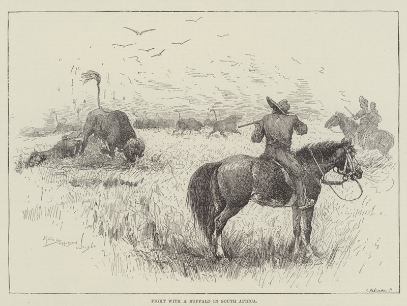 Harcolj egy bivalyal Dél-Afrikában alkotó: Henry Charles Seppings Wright