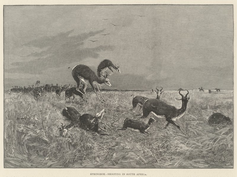 Springbok-lövészet Dél-Afrikában alkotó: Henry Charles Seppings Wright